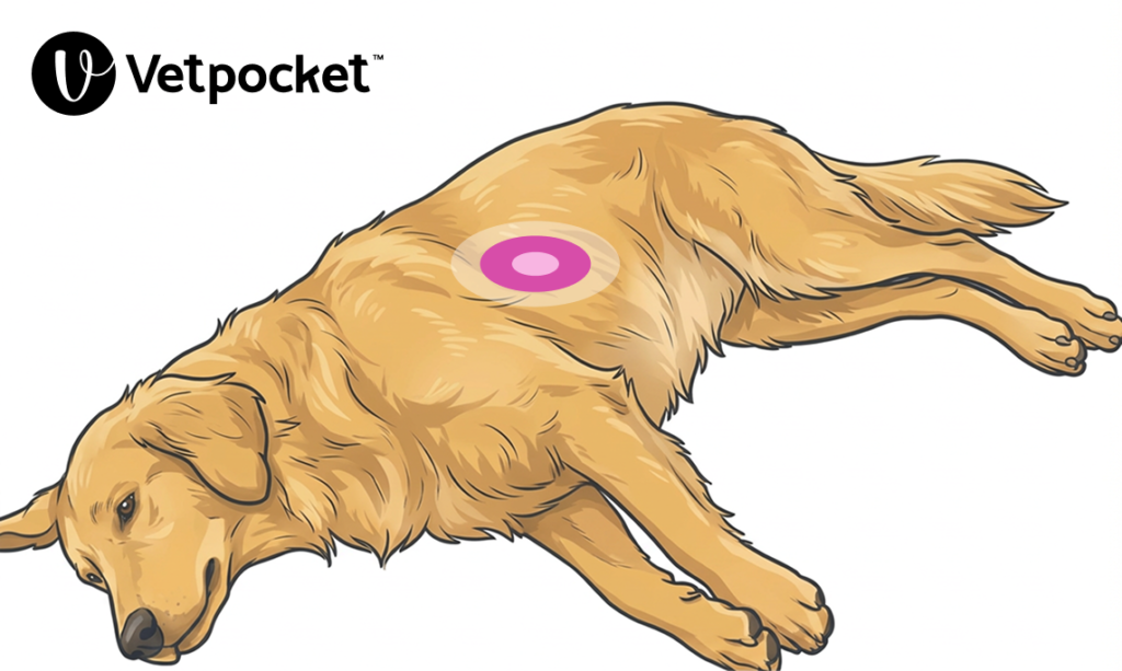 This images shows the CPR hand placement for a round chested dog (large breed dogs, golden retriever).