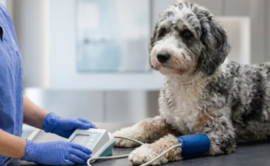Veterinary technician measuring blood pressure in dogs and cats with a Doppler unit